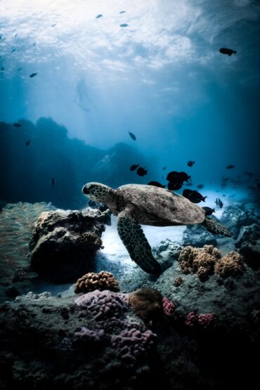 cursos de buceo madrid PADI